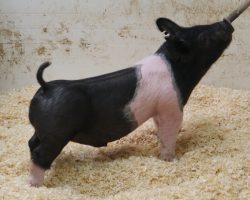 Sire: Hands to Yourself <br>
Sire of Dam: Shine On 35-2<br>
DOB: 2/20/21