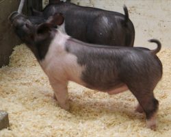 Sire: Hands to Yourself <br>
Sire of Dam: Shine On 35-2<br>
DOB: 2/20/21