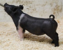 Sire: Hands to Yourself <br>
Sire of Dam: Shine On 35-2<br>
DOB: 2/20/21