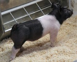 Sire: Hands to Yourself <br>
Sire of Dam: Sunshine & Whiskey 28-1<br>
DOB: 3/3/21