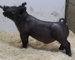 Sire: Hands to Yourself <br>
Sire of Dam: Sunshine & Whiskey 28-1<br>
DOB: 3/3/21