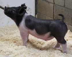 Sire: Hands to Yourself <br>
Sire of Dam: Sunshine & Whiskey 28-1<br>
DOB: 3/3/21