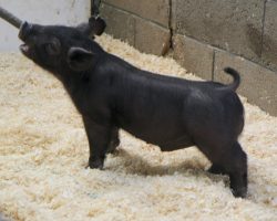 Sire: Back to the Future <br>
Sire of Dam: Teen Spirit 79-7<br>
DOB: 3/5/21