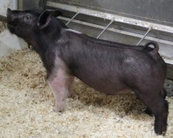 Sire: Hands to Yourself <br>
Sire of Dam: Prestige 172-4<br>
DOB: 3/7/21