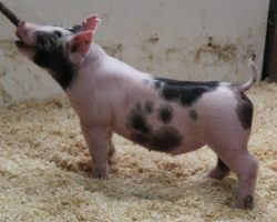Sire: Hands to Yourself <br>
Sire of Dam: Shine On 228-2<br>
DOB: 3/7/21