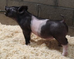 Sire: Hands to Yourself <br>
Sire of Dam: Shine On 228-2<br>
DOB: 3/7/21
