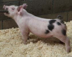 Sire: Hands to Yourself <br>
Sire of Dam: Shine On 228-2<br>
DOB: 3/7/21