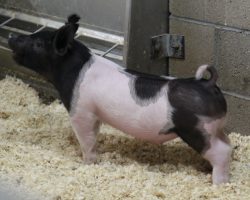 Sire: Hands to Yourself <br>
Sire of Dam: 225K 215-1<br>
DOB: 3/7/21