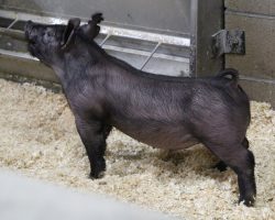 Sire: Hands to Yourself <br>
Sire of Dam: 225K 215-1<br>
DOB: 3/7/21