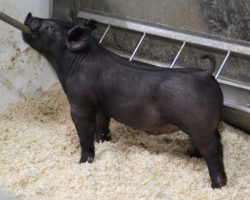 Sire: BR 64-1 <br>
Sire of Dam: Sunshine & Whiskey 167-2<br>
DOB: 3/8/21