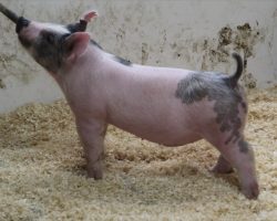 Sire: Jack Daniels <br>
Sire of Dam: Goliath 36-1<br>
DOB: 3/10/21