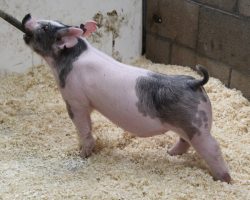 Sire: Jack Daniels <br>
Sire of Dam: Goliath 36-1<br>
DOB: 3/10/21