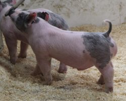 Sire: Jack Daniels <br>
Sire of Dam: Goliath 36-1<br>
DOB: 3/10/21