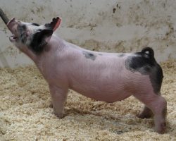 Sire: Hands to Yourself <br>
Sire of Dam: Wedding Blues 196-9<br>
DOB: 3/10/21