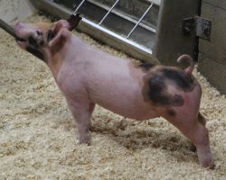 Sire: Hands to Yourself <br>
Sire of Dam: Wedding Blues 196-9<br>
DOB: 3/10/21
