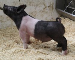 Sire: Hands to Yourself <br>
Sire of Dam: Wedding Blues 196-9<br>
DOB: 3/10/21