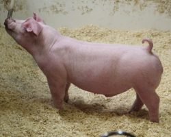 Sire: Boom Town<br>
Sire of Dam: Jack in the Box 26-9<br>
DOB: 3/1/21