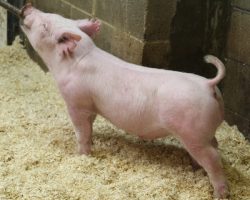 Sire: Jasper<br>
Sire of Dam: Almost There 240-1<br>
DOB: 3/1/21