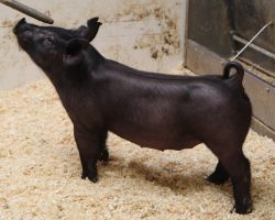 Sire: Outta Line <br>
Sire of Dam: Breaking Rules 64-6<br>
DOB: 2/15/21
