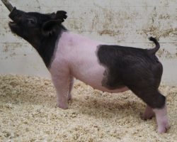 Sire: End Game<br>
Sire of Dam: Up Down 124-7<br>
DOB: 2/19/21