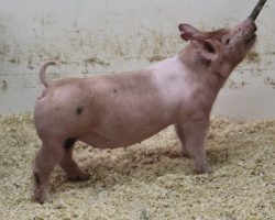 Sire: End Game<br>
Sire of Dam: Jack Daniels 151-8<br>
DOB: 2/20/21