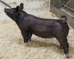 Sire: End Game<br>
Sire of Dam: Jack Daniels 151-8<br>
DOB: 2/20/21