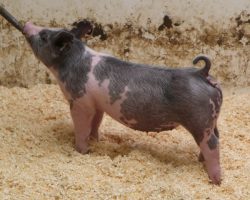 Sire: Outta Line <br>
Sire of Dam: Good Time 186-4<br>
DOB: 2/20/21