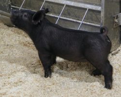 Sire: Back to the Future <br>
Sire of Dam: Teen Spirit 78-8<br>
DOB: 3/2/21