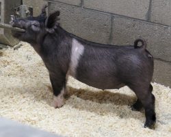 Sire: Hands to Yourself<br>
Sire of Dam: Wedding Night 125-3<br>
DOB: 3/3/21