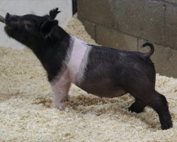 Sire: Hands to Yourself<br>
Sire of Dam: Wedding Night 43-1<br>
DOB: 3/4/21
