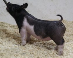 Sire: Hands to Yourself<br>
Sire of Dam: Wedding Night 43-1<br>
DOB: 3/4/21