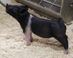Sire: Outta Line <br>
Sire of Dam: Visionary 254-5<br>
DOB: 3/6/21