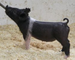 Sire: Outta Line <br>
Sire of Dam: Visionary 254-5<br>
DOB: 3/6/21