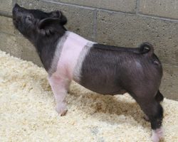 Sire: Hands to Yourself <br>
Sire of Dam: Prestige 172-4<br>
DOB: 3/7/21