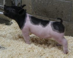 Sire: Hands to Yourself <br>
Sire of Dam: Prestige 172-4<br>
DOB: 3/7/21