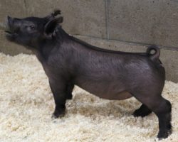 Sire: Hands to Yourself <br>
Sire of Dam: 225K 215-1<br>
DOB: 3/7/21