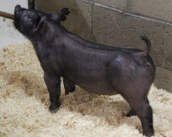 Sire: BR 64-1<br>
Sire of Dam: Sunshine & Whiskey 167-2<br>
DOB: 3/8/21