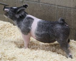 Sire: Outta Line <br>
Sire of Dam: Up Down 124-8<br>
DOB: 3/10/21