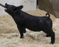 Sire: Outta Line <br>
Sire of Dam: Up Down 124-8<br>
DOB: 3/10/21