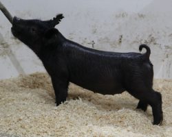 Sire: Back to the Future<br>
Sire of Dam: Dirty South 226-5<br>
DOB: 3/10/21