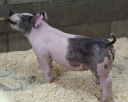Sire: Jack Daniels <br>
Sire of Dam: Goliath 36-1<br>
DOB: 3/10/21