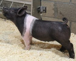 Sire: Hands to Yourself <br>
Sire of Dam: Wedding Blues 196-9<br>
DOB: 3/10/21
