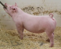 Sire: Boom Town <br>
Sire of Dam: Jack in the Box 26-9<br>
DOB: 3/1/21