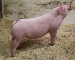 Sire: Boom Town <br>
Sire of Dam: Jack in the Box 26-9<br>
DOB: 3/1/21