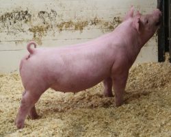 Sire: Boom Town <br>
Sire of Dam: Jack in the Box 26-9<br>
DOB: 3/1/21