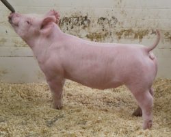 Sire: Jasper<br>
Sire of Dam: Almost There 240-1<br>
DOB: 3/1/21