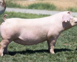 Ear Notch: 142-8<br>
Breed: Landrace<br>
Sex: Bred Female<br>
Date Born: August 2019<br>
Sire.: Overtime<br>
Dam.: Mayhem 89-2<br>
Stress Status: Negative<br>
Registration #: 154974008<br>
Service Sire.: I Guess<br>
Due Date: 7/5/2021<br>
Description: Outstanding young Landrace sow carrying her second litter! 142-8 is out of our 89-2 matriarch sow and her extended pedigree reads: (Overtime x Mayhem x Got Em x Zeus x Insight). 142-8's first litter sired by Pay to Play was extremely good and they sold well in our February farm sale. She's bred back to I Guess at Knauth's and we'd expect round 2 to be even better!