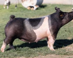 Ear Notch: 42-10<br>
Breed: Crossbred<br>
Sex: Bred Female<br>
Date Born: December 2019<br>
Sire.: Collusion<br>
Dam.: Sunshine & Whiskey 38-3<br>
Stress Status: Unknown<br>
Service Sire.: Foresight<br>
Due Date: 7/7/2021<br>
Description: Killer bred gilt here that was shown very successfully in California in 2020 by Alison Stonebarger. This gilt offers extension and look while still being pulled apart great at her base and offering a square, correct build. Her extended pedigree reads (Collusion x Sunshine 38-3 x Swagger 3-6 x Black Attack 53-11. We love the thought of her Foresight pigs and this should be an ideal mating!