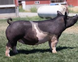 Ear Notch: 134-8<br>
Breed: Crossbred<br>
Sex: Bred Female<br>
Date Born: August 2018<br>
Sire.: Cowboy Swag<br>
Dam.: Tier 1 56-3<br>
Stress Status: Unknown<br>
Service Sire.: Outta Line<br>
Due Date: 7/8/2021<br>
Description: We love both this little 134-8 sow and her sister 134-9 (lot 34 in this sale). They have a linebred pedigree and they come from the "good stuff" that's continued to fuel genetic progress for us here in Colusa. Extended pedigree reads Cowboy Swag x Tier 1 56-3x Sunshine & Whiskey 41-2 x Renig 28-12 x Perfect Remedy 4-8). 134-8 was mated to Shine Again last fall for the purpose of generating some females, and while that worked, it wouldn't have been our choice mating to raise a champion barrow -- Outta Line would have been though! Outta Line was largely out of commission in 2020 due to semen quality issues and now that he's back in business he saw heavy use here going into the summer!