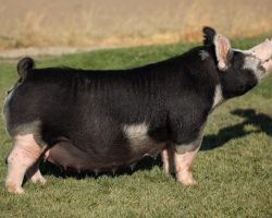 Ear Notch: 1-8<br>
Breed: Berkshire<br>
Sex: Bred Female<br>
Date Born: April 2018<br>
Sire.: Mothers Milk<br>
Dam.: In Style x Speak Now<br>
Stress Status: Negative<br>
Registration #: 151865008<br>
Service Sire.: Outta Line<br>
Due Date: 7/8/2021<br>
Description: We are sad to be selling out of the Berk business because this set of females we've assembled in the past few years is incredible! If you are serious about the Berk deal, study the set we are offering throughout the sale because they can and will contribute to any program at a high level. 1-8 was purchased at Tulsa 2018 and she is the dam of lot 20 in the sale. Her winter litter produced our very best Berk gilt shown at Exposition that has a bright future. Those who know us best will tell you we are not afraid to think outside the box and we have had more Berk classifying pigs out of Outta Line than any other crossbred sire. Get in on some southwest Berks for the summer and one tremendously productive, stout featured Berk momma!
